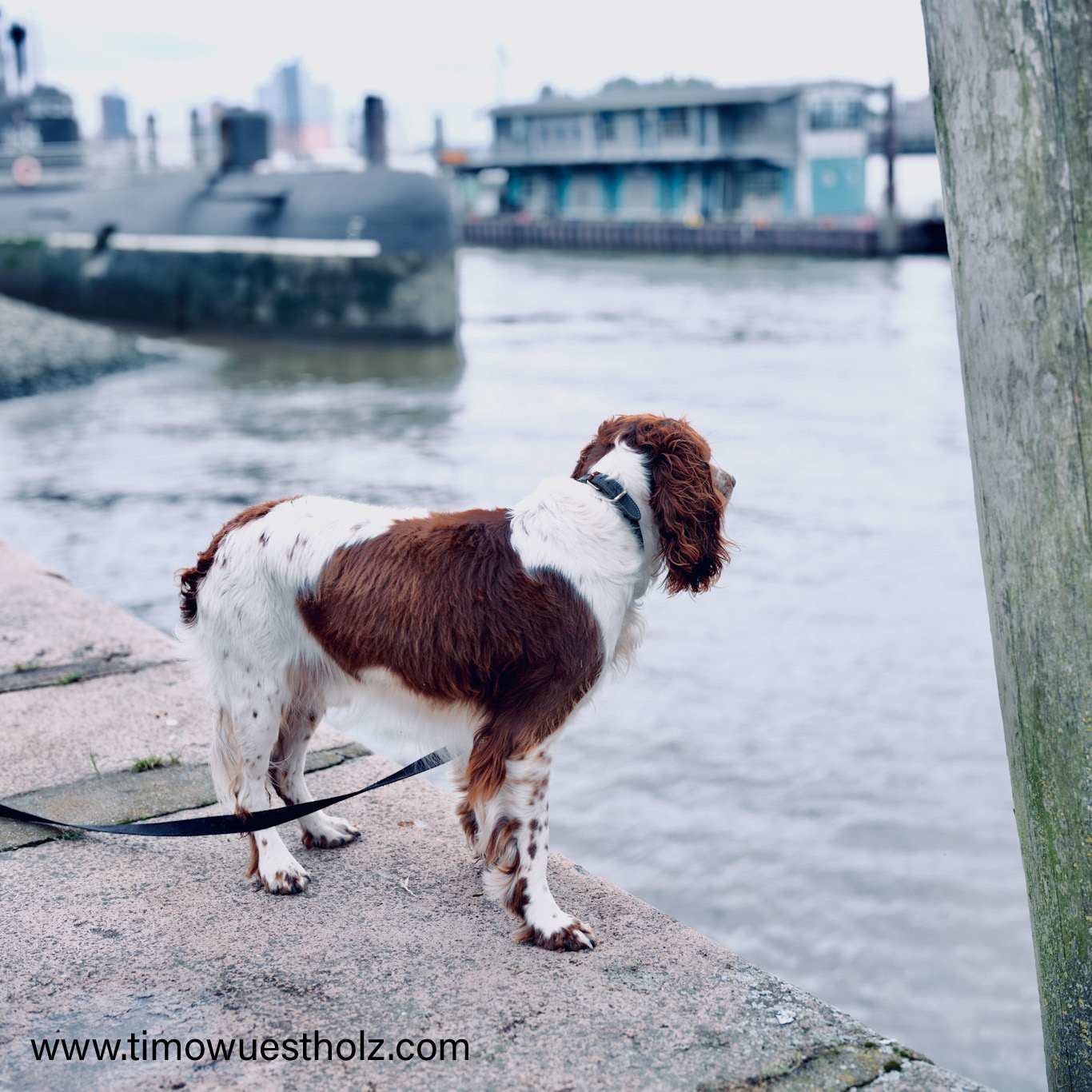 Ein Hund schaut an den Hamburger Landungsbrücken sehnsüchtig auf das Wasser.