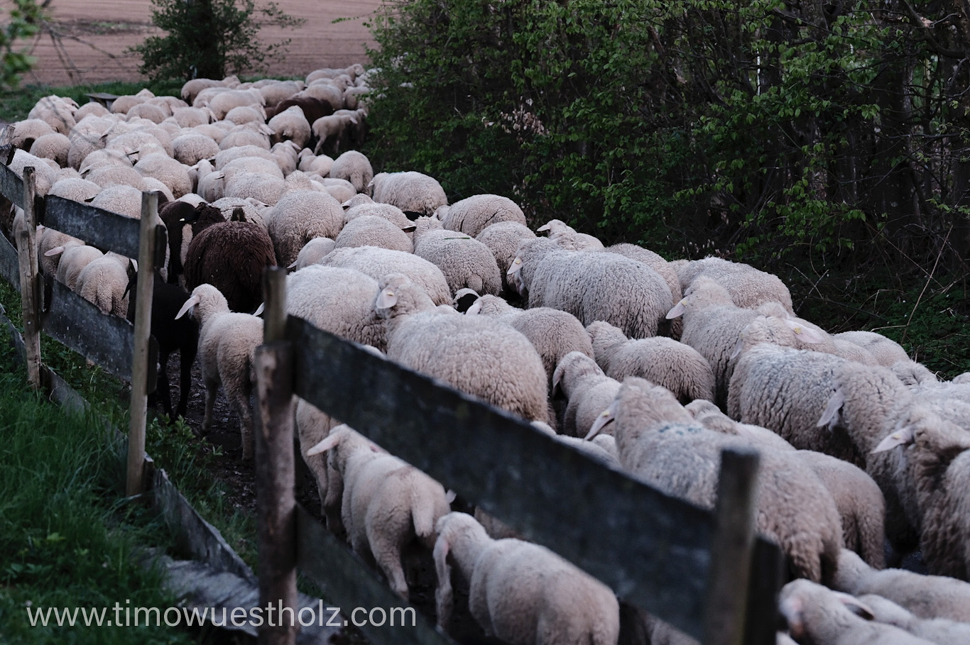 Eine Herde von Schafen läuft in den Abendstunden einen Weg entlang.
