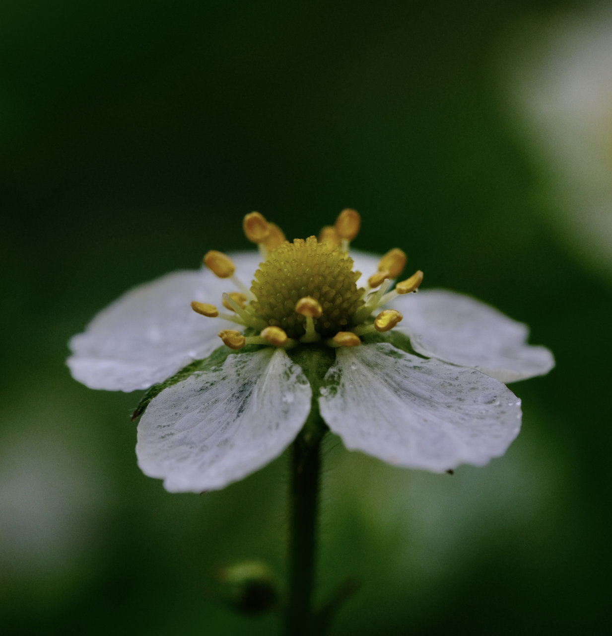 Naturfotografie: Nahaufnahme einer Erdbeerblüte vor dunkelgrünem Hintergrund